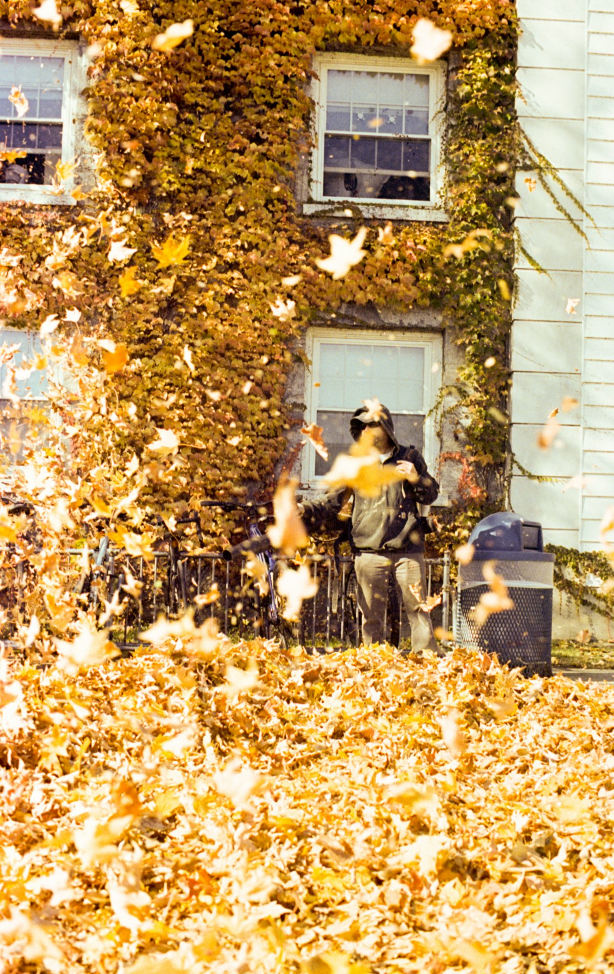 Spring & Fall Cleanups